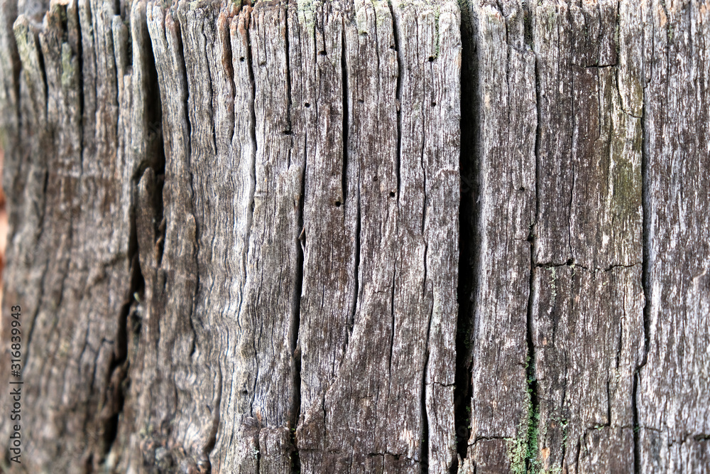 Fototapeta premium Old tree close-up, wooden background for design.