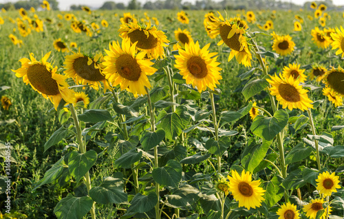 Field with flowers of sunflower.