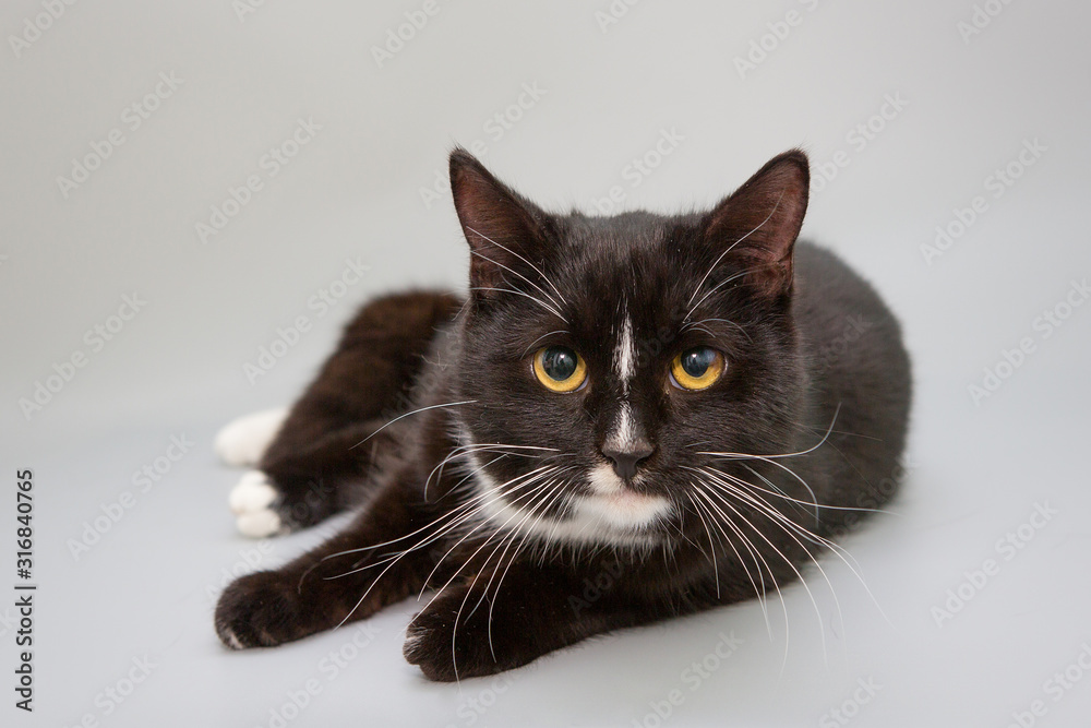 Black and white cat on a gray background Black and white cat on a gray background