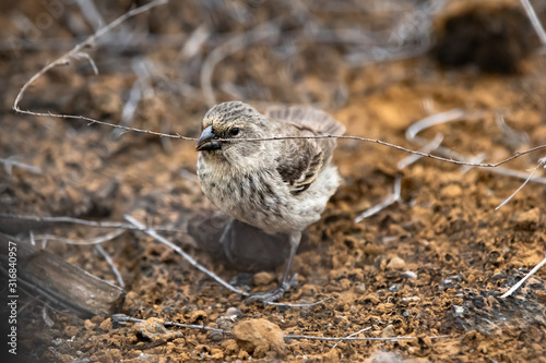 Darwin Finch with stick photo