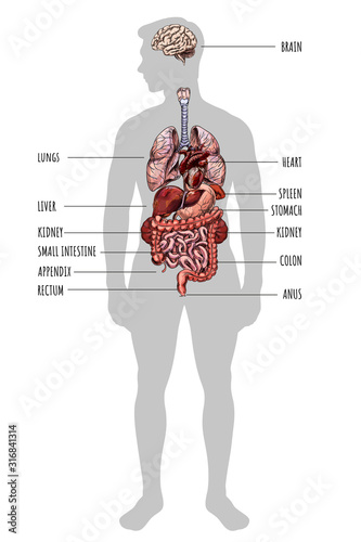 Human silhouette with internal organs, hand drawn