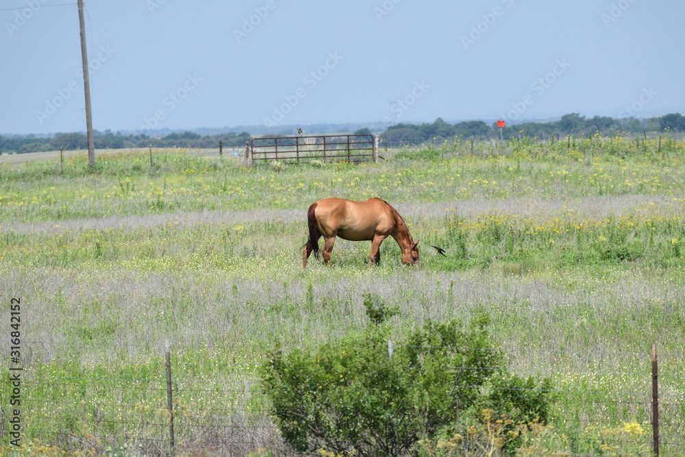 Fototapeta premium horse in field