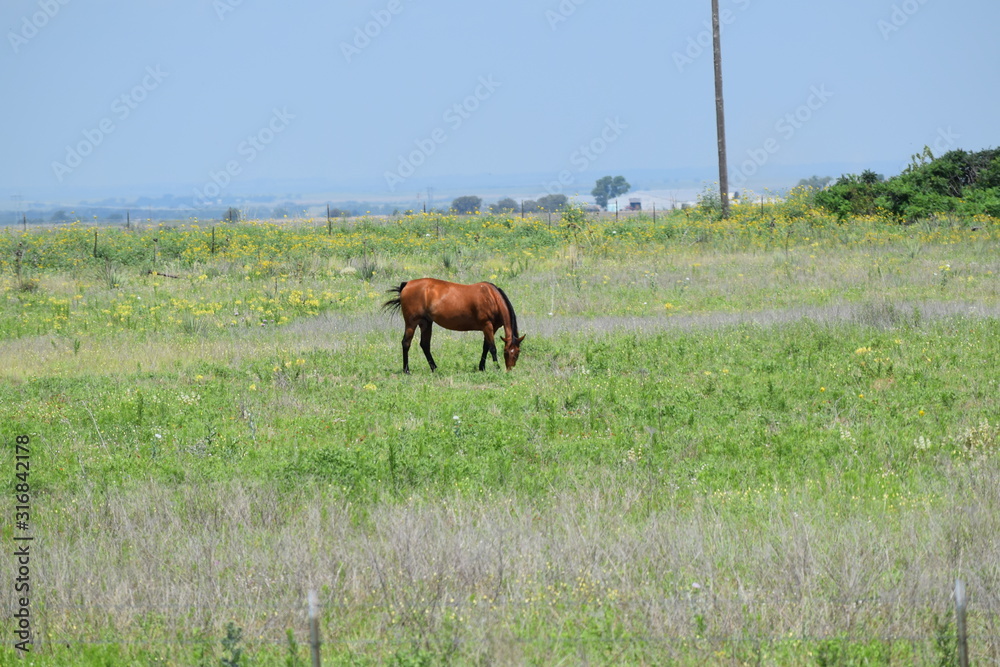 horse in field horse in field
