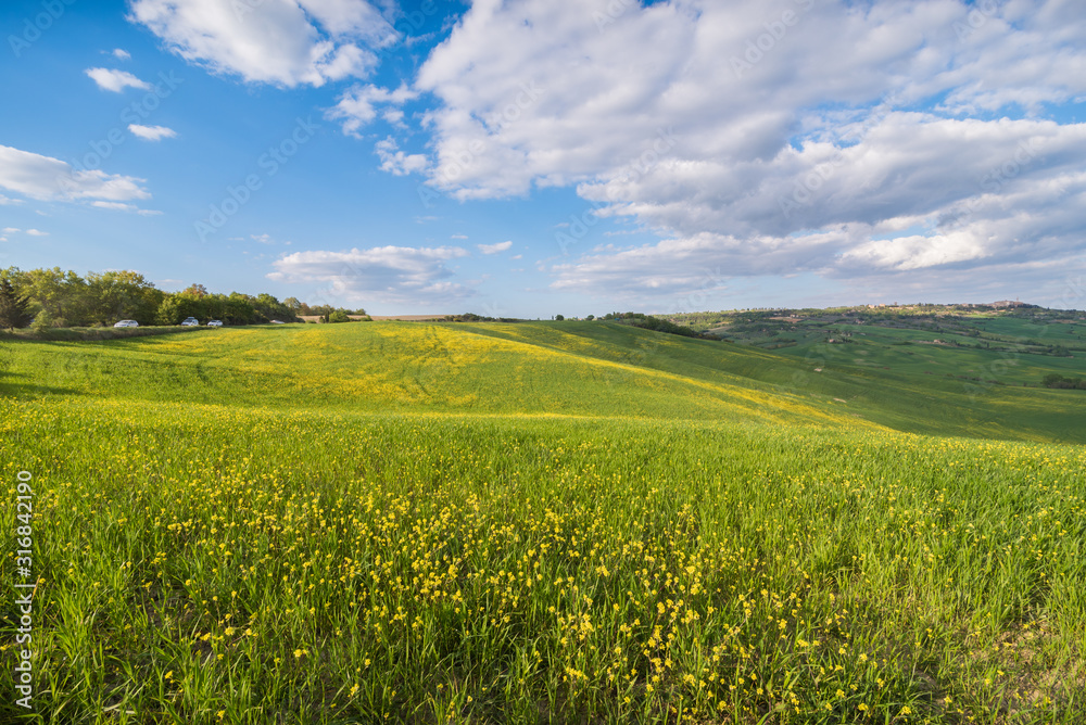 Beautiful landscape in Val d'Orcia in Tuscany in Italy with green and yellow grass fields and trees with sky with clouds and typical tuscany trees cypresses and sweet hills at sunset