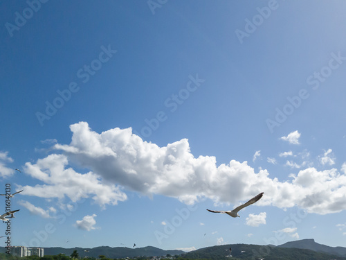 Sunset with seagulls, fly and fish, light reflected in the sea, in the background, the mountains of Rio de Janeiro. This is the landscape seen from Niteroi, RJ, Brazil. © Isbel Dias