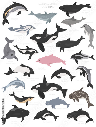 Dolphins set. Marine mammals collection. Cartoon flat style design