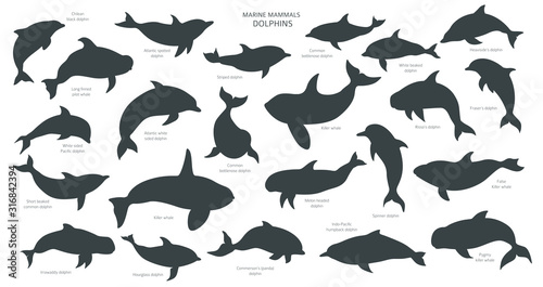Dolphins silhouettes set. Marine mammals collection. Cartoon flat style design