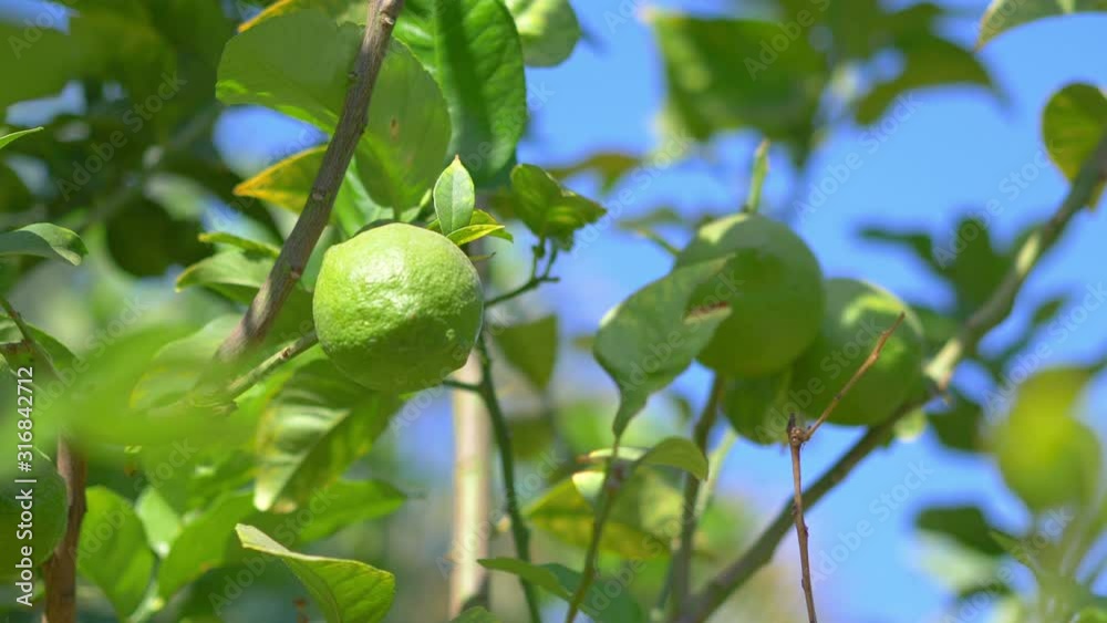 Lime ripening on a tree in 4k slow motion 60fps Lime ripening on a tree in 4k slow motion 60fps