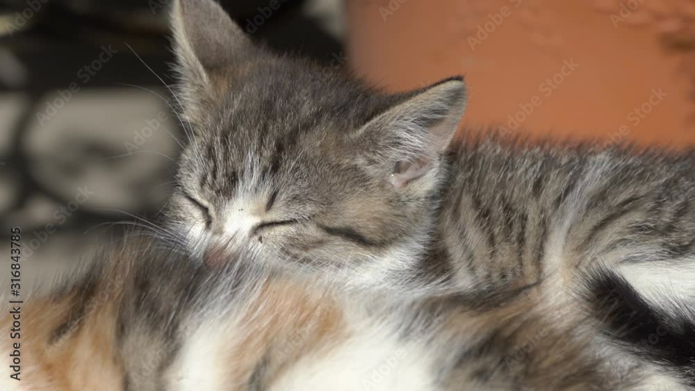 closeup of kittens sleeping,two kittens sleep in the rays of the warm sun closeup of kittens sleeping,two kittens sleep in the rays of the warm sun