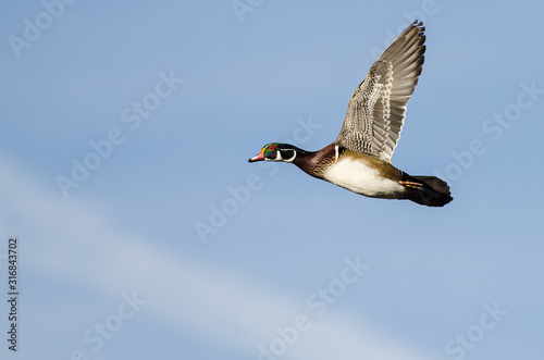 Wood Duck Flying in a Blue Sky © rck