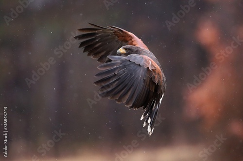 Fotografie Harris's hawk, parabuteo unicinctus, landing during rainfall in autumnal forest with blurred orange background