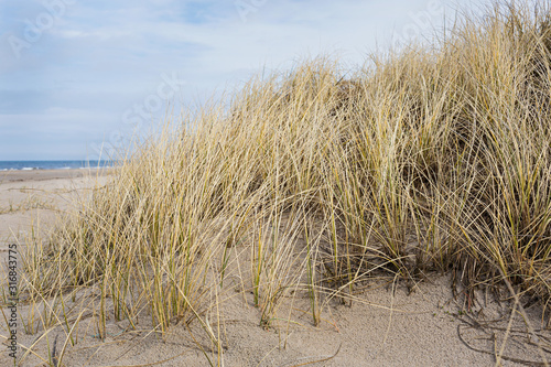 Fototapeta Naklejka Na Ścianę i Meble -  Golden dunegrass at the beach