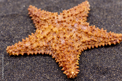 Starfish on black volcanic sand. Tenerife  Spain.