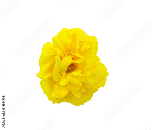 one fresh yellow blooming isolated on white with clipping path. No people