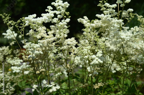 Fotografie Closeup filipendula ulmaria - very ornamental plant with blurred background in d