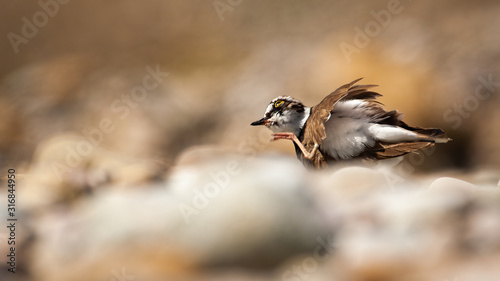 Little ringed plover, charadrius dubius, scratching an itch with leg in summer. Wild animal with feathers and beak standing on a river beach in sunlight.