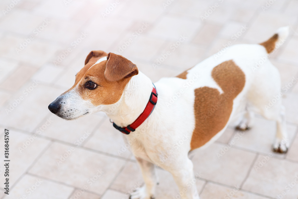 Close-up of a young purebred Jack Russell Terrier dog looking side standing on the white background. Overhead view.