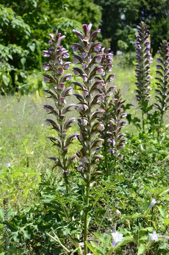 Photo Closeup acanthus mollis known as bear breeche with blurred background in summer