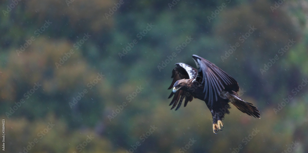 Naklejka premium Spanish imperial eagle, Iberian imperial eagle, Spanish eagle, or Adalbert's eagle (Aquila adalberti)