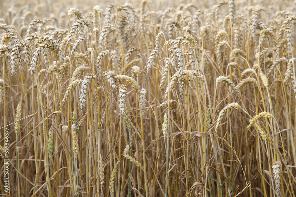 Common wheat, Triticum aestivum
