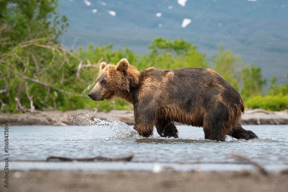 Obraz premium The&nbsp;Kamchatka&nbsp;brown&nbsp;bear, Ursus arctos beringianus catches salmons at Kuril Lake in Kamchatka, running in the water, action picture