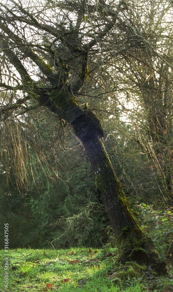 Fototapeta premium sun through gnarly willow