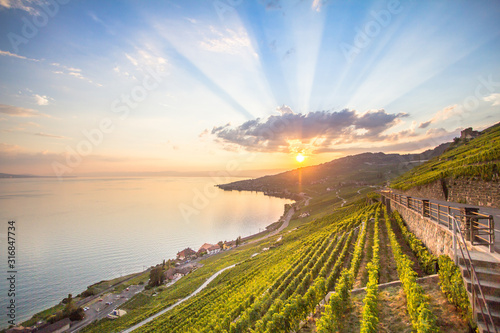 Vineyards in Lavaux region, Switzerland