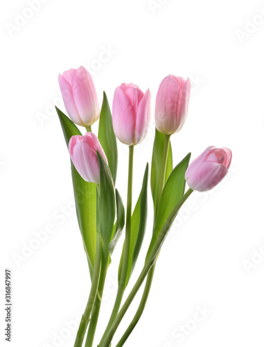 pink tulip flowers isolated without shadow clipping path