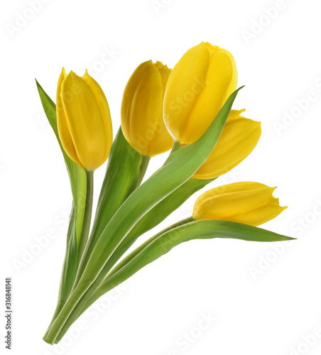 yellow tulip flowers isolated without shadow