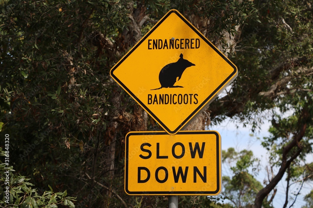 Slow down for Bandicoots, Australia