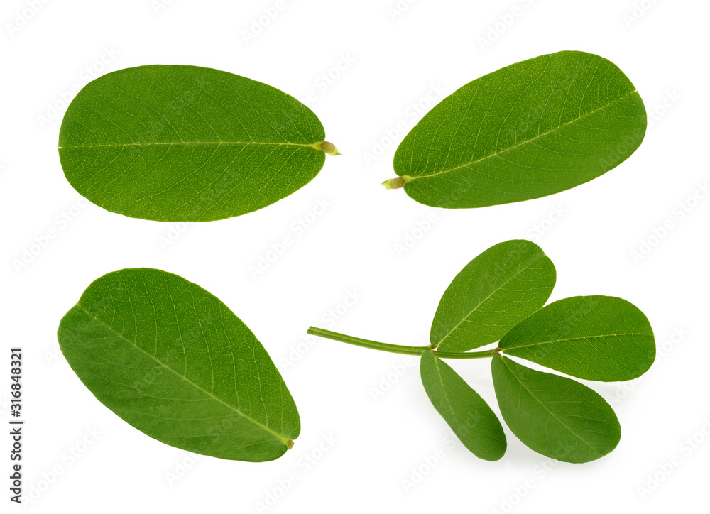 Fototapeta premium peanut leaf isolated white background