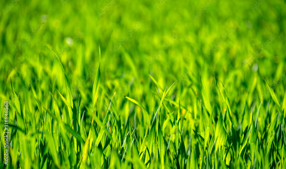 green grass background with selective focus