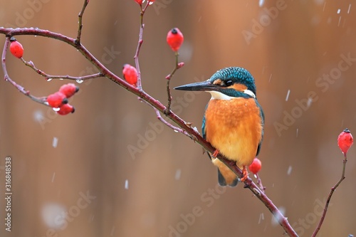 Common kingfisher ( alcedo atthis ) sitting on the branch  in the natural winter and snowy environment  photo