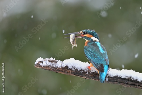 Common kingfisher ( alcedo atthis ) sitting on the branch with catch in the natural winter and snowy environment 