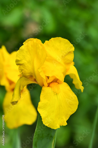 yellow iris in springtime with selective focus on one blurred background.