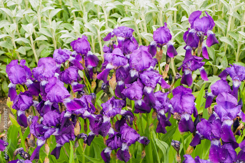 Purple irises in the garden in spring sunny day. Bearded iris. Gardening.