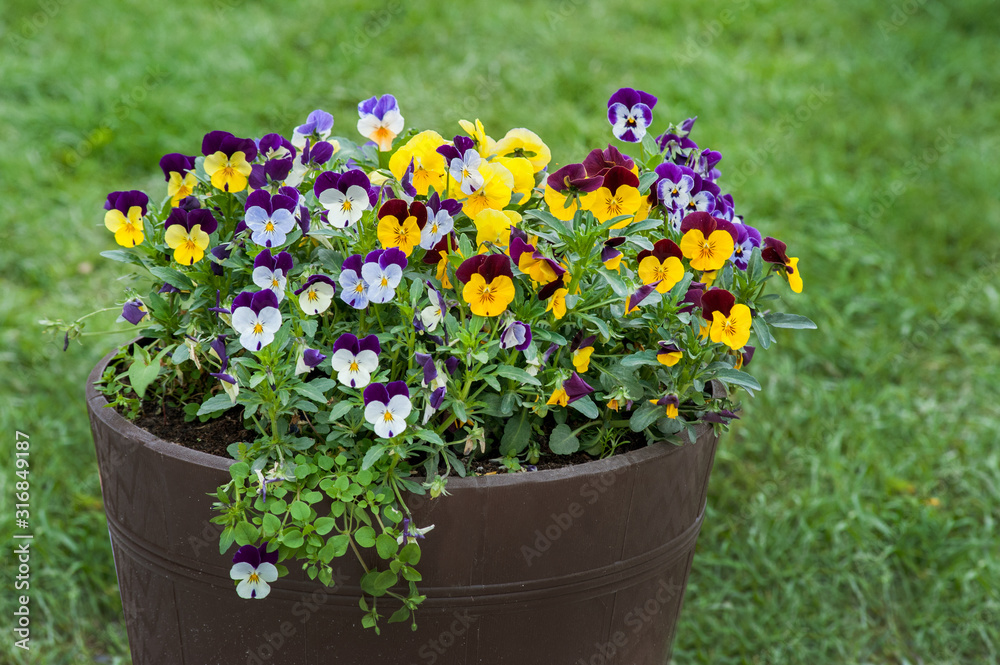 Viola plant with multicolor flowers in street pot