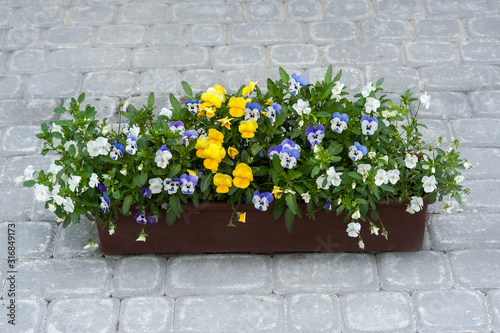 Viola plant multicolor flowers ,tricolor in street pot
