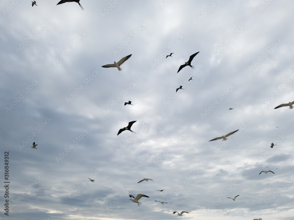 Fototapeta premium Beautiful show! Two types of seagulls in flight, in cloudy skies, before summer storms, Larus dominicanus, and Frigate magnificens fish and fly before thunderstorms...I
