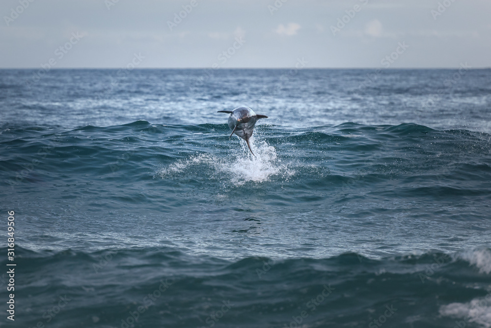 Jumping dolphin in the air, Sydney Australia