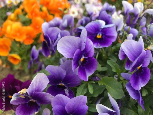 purple flowers in the garden