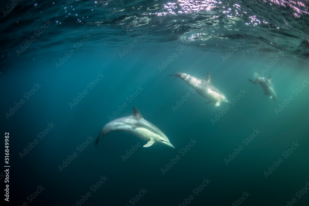 Naklejka premium Underwater photo of wild dolphins, Australia