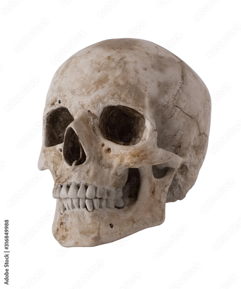 Human skull, isolated on white background Human skull, isolated on white background