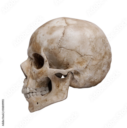 Human skull, isolated on white background © Alexandr