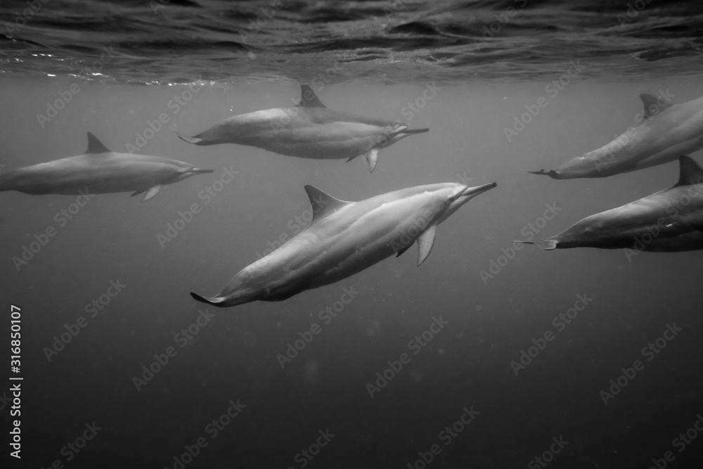 Fototapeta premium Black and white photo of a wild Dolphins, Australia