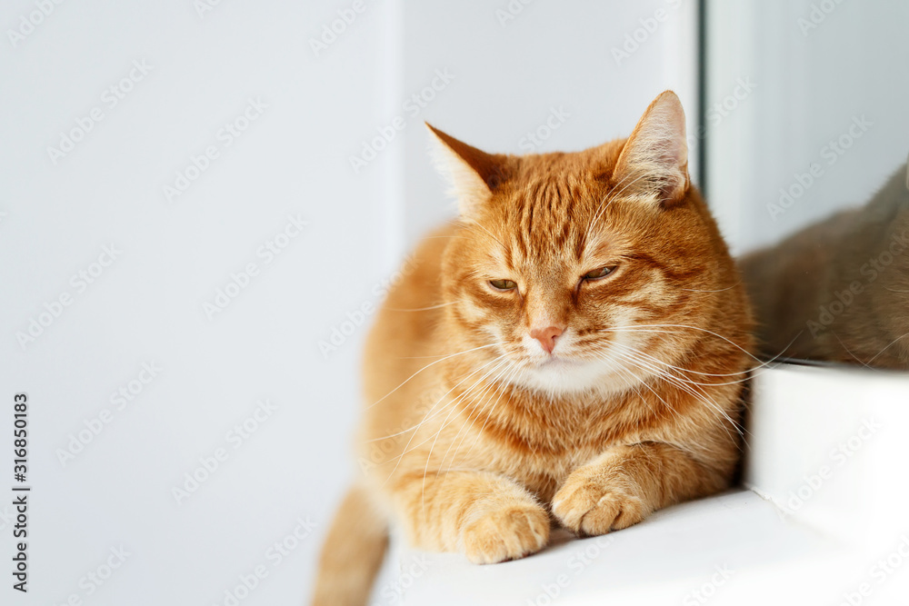 Cute young ginger cat lying and resting, white background