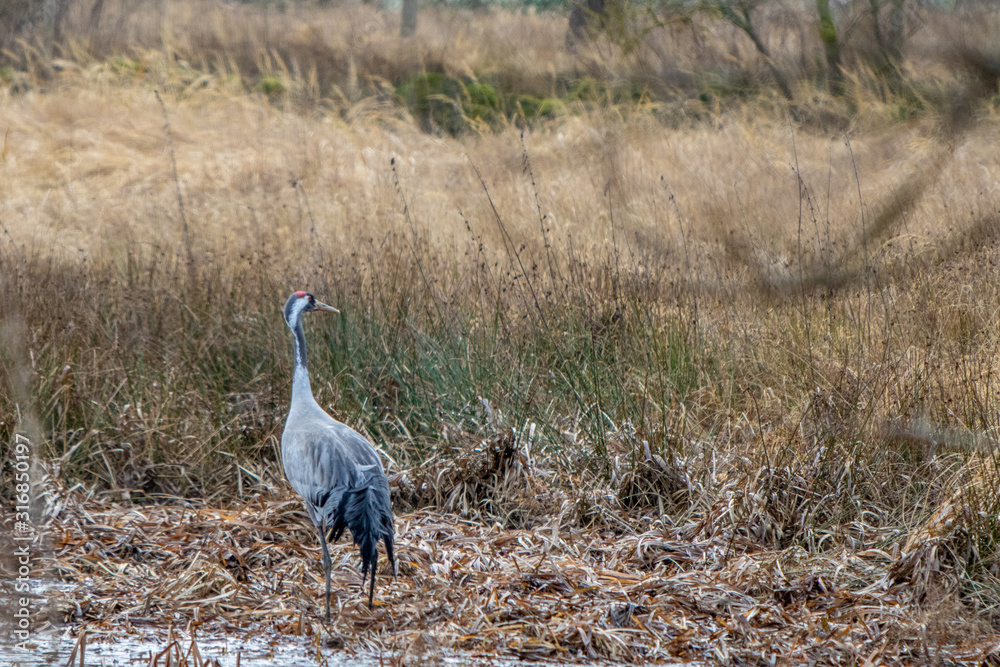two cranes are standing in a field looking for food two cranes are standing in a field looking for food