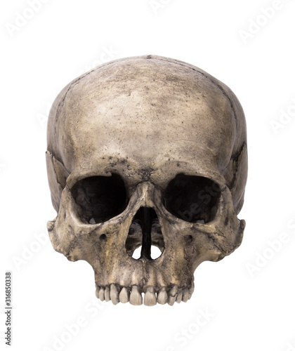 Human skull, isolated on white background