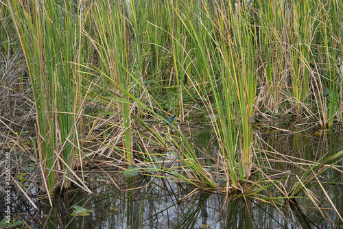 Florida Everglades wildlife, Mangroven, Äste, Dürre und Wasser