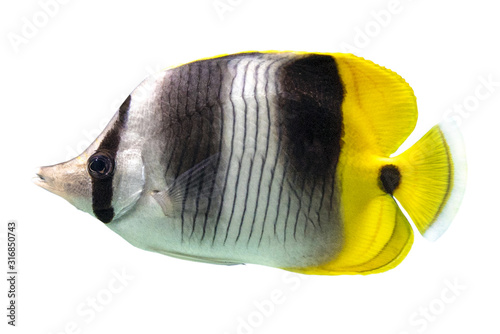 Tropical coral fish Double-saddle Butterflyfish - Chaetodon ulietensis isolated on white background